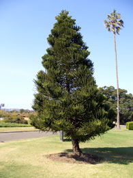 Strange local pine tree