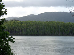 Looking across the Daintree River
