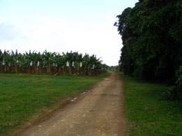 Banana tree farm