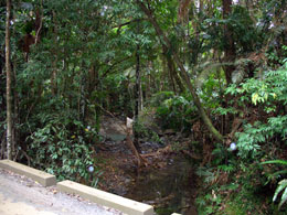 Rainforest creek crossing