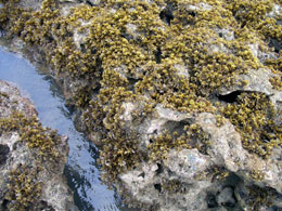 Moss grows on the coral