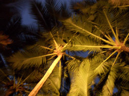 Night palms