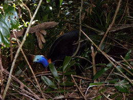 Slightly better photo of a cassowary